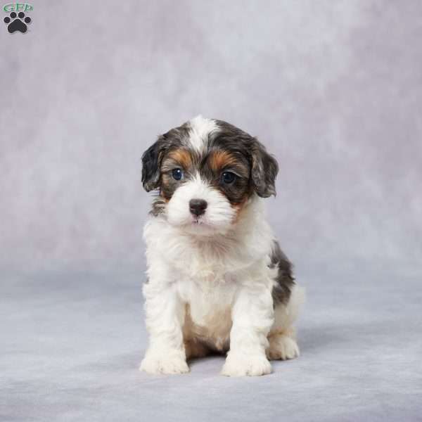 Olga, Cavapoo Puppy